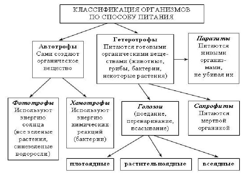 Типы питания схема биология 5 класс