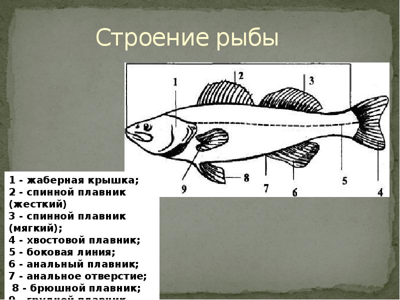 Строение рыбы 7 класс таблица