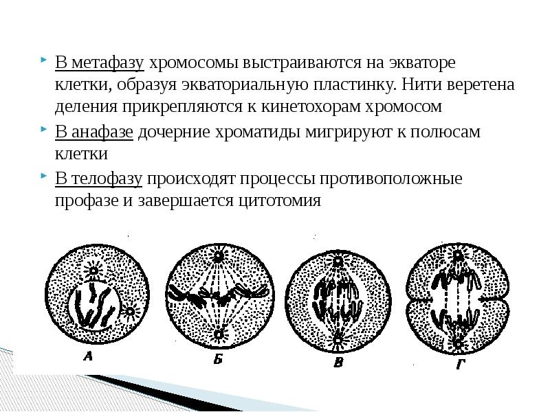 Веретено деления происходит в. Нити веретена деления прикрепляются. Прикрепление хромосом к нитям веретена деления. Прикрепление нитей веретена деления к хромосомам происходит в. Нити веретена деления функции.