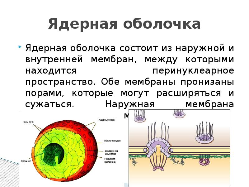 1 ядерная оболочка