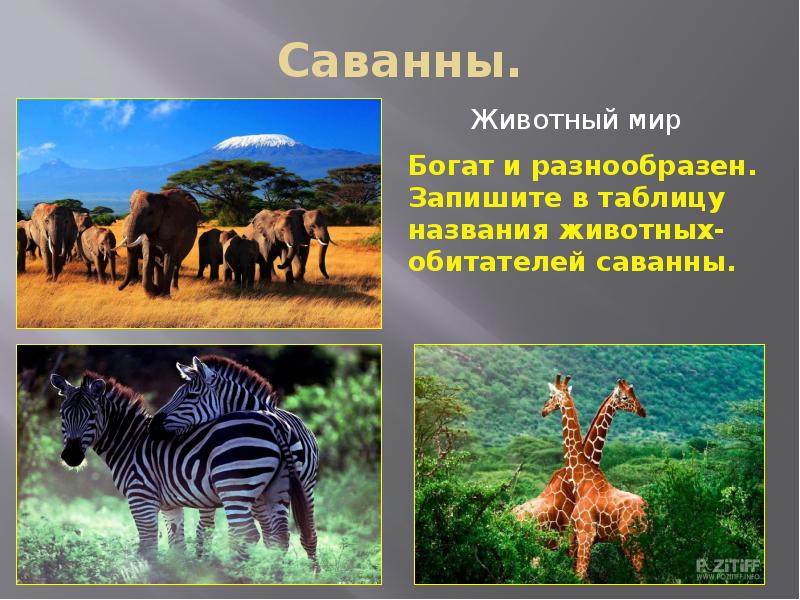 Животные саванны презентация