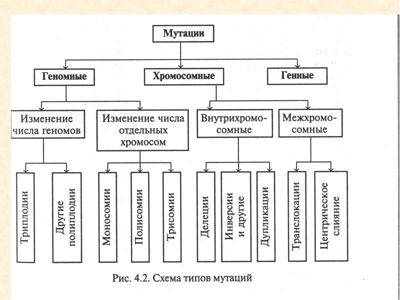 Хромосомные мутации схемы