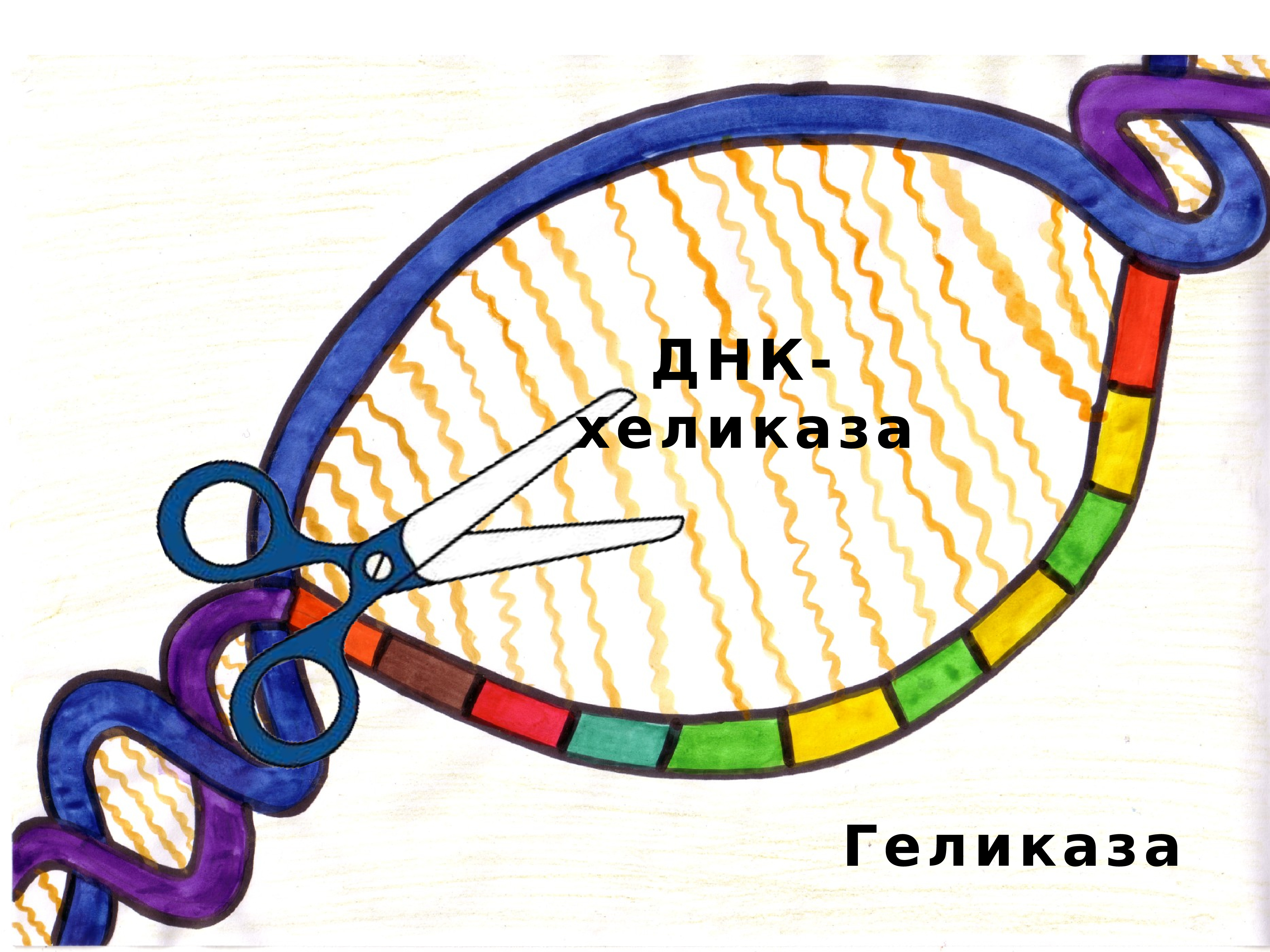 Геликаза