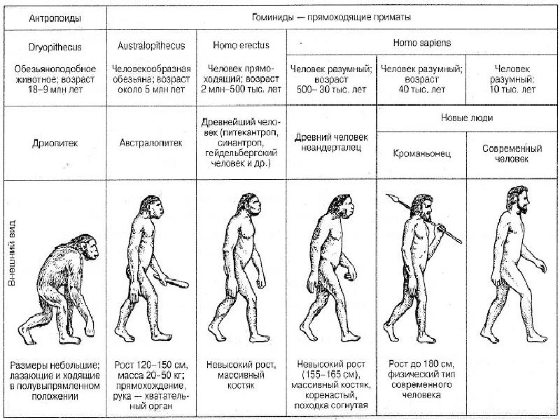 Эволюция современного человека презентация 11 класс