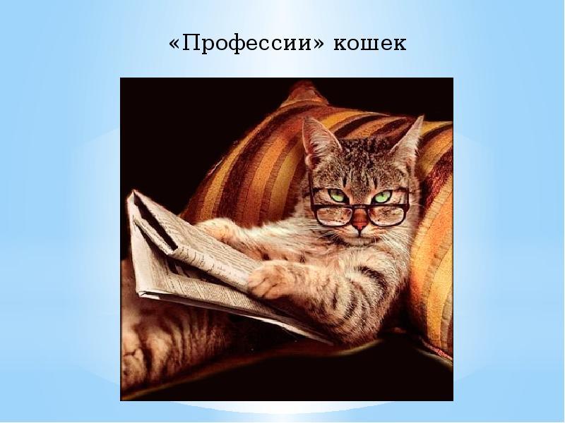 Презентация профессии кошек