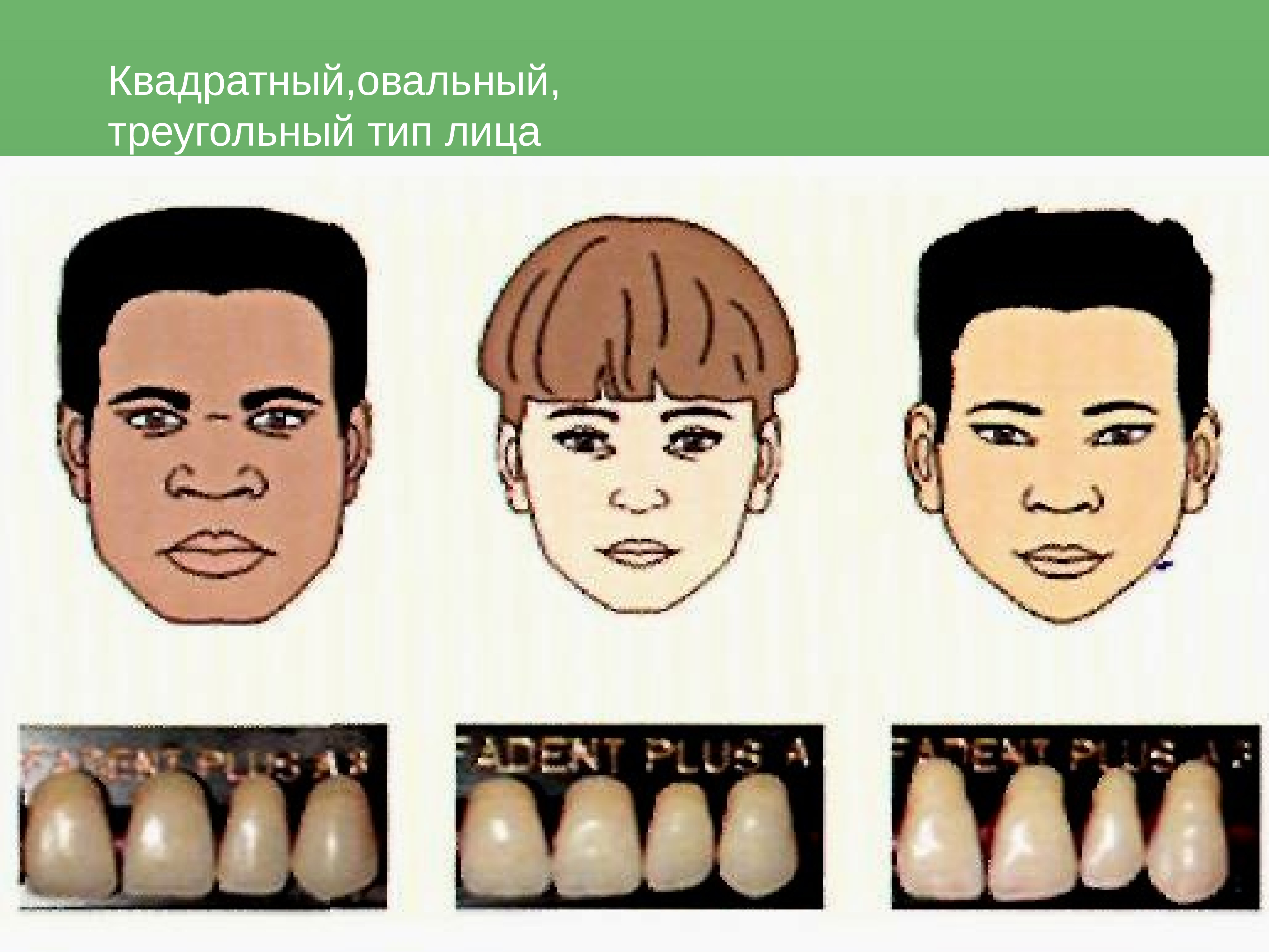 Почему зубы отличаются между собой у разных. Форма лица и зубов. Типы лица и формы зубов. Форма зубов в зависимости от формы лица.