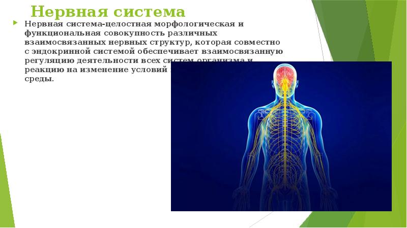 Нервная система после. Факты о нервной системе. Задачи нервной системы. Нервная система обеспечивает. Вопросы по нервной системе.