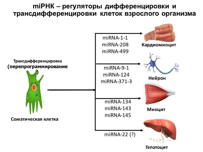 Дифференцировка клеток презентация 10 класс