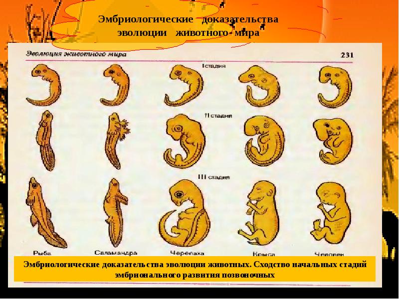 Презентация эволюция позвоночных животных