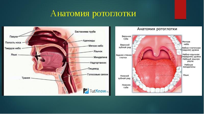 Строение ротоглотки картинка