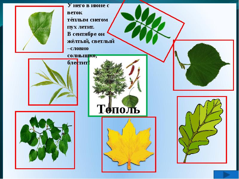 Лес деревья презентация для дошкольников