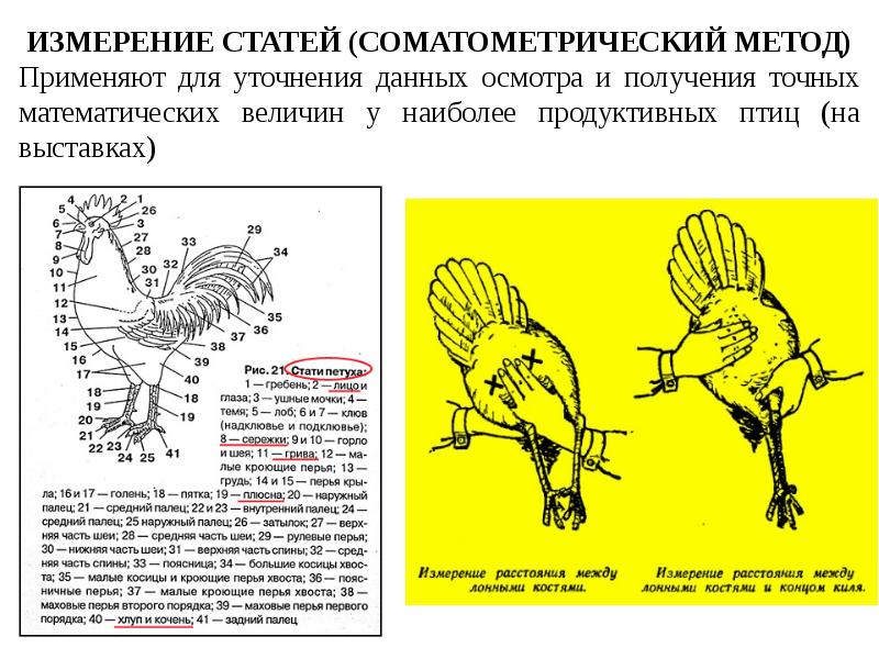 Строение петуха схема для детей