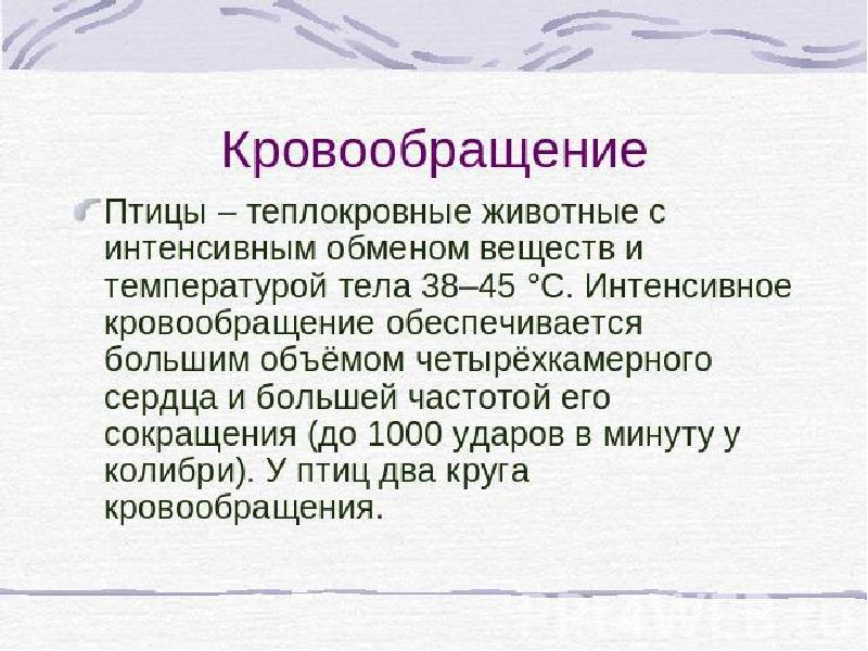 Теплокровные птицы презентация