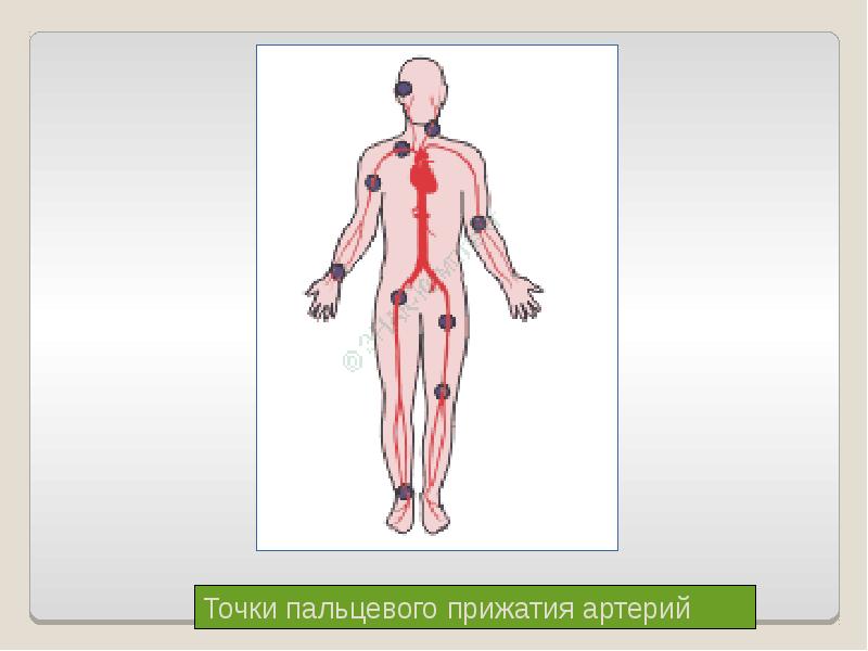 Картинка точки прижатия артерий