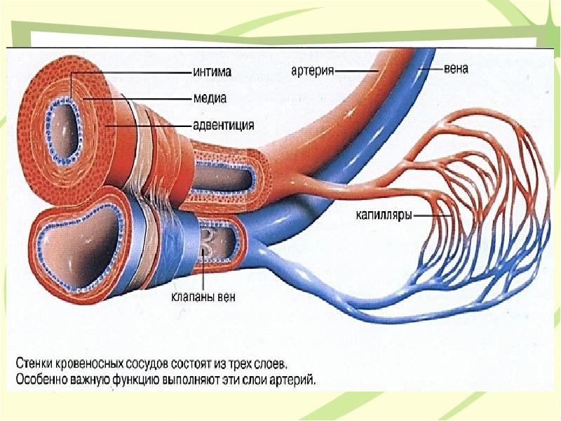 Адвентиция это. Адвентиция сосудов. Стенки кровеносных сосудов состоят из трех слоев. Клапаны вен и артерий. Артерии состоят из 3 слоев.