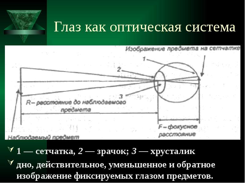 Фиксирует изображение на сетчатке