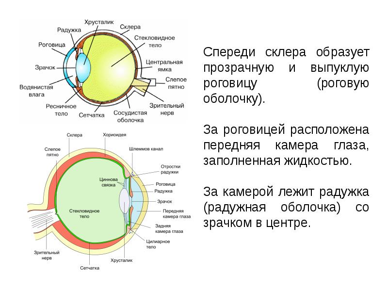 Передняя камера глаза где находится фото у человека