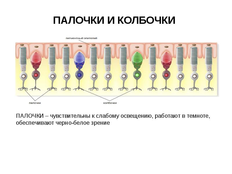 Палочки и колбочки. Палочки и колбочки человека. Светочувствительные пигменты палочек и колбочек. Палочки и колбочки функции. Соотношение палочек и колбочек.