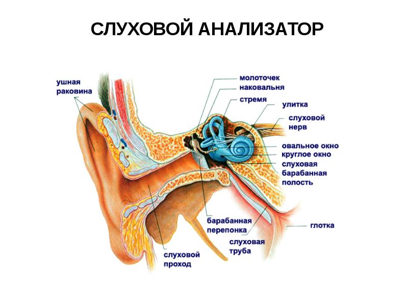 Части слухового анализатора. Орган слуха наружное ухо среднее ухо внутреннее ухо. Строение органа слуха человека. Орган слуха строение уха. Строение органа слуха анатомия.