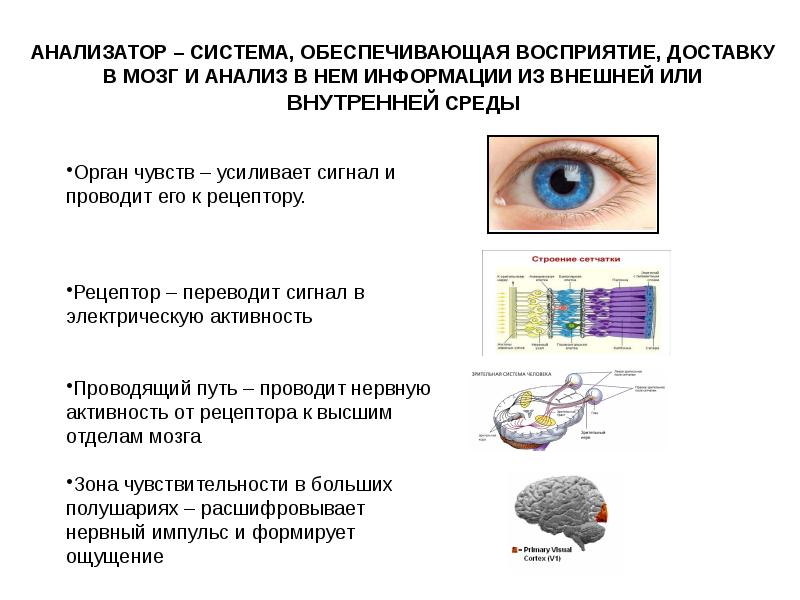 Презентация по биологии на тему анализаторы 8 класс