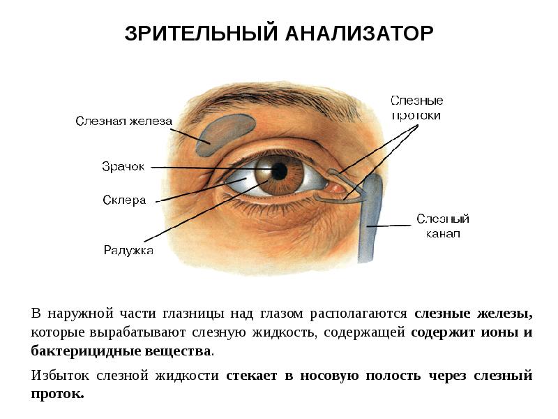 Слезные железы вспомогательный аппарат. Слезный аппарат глаза анатомия. Строение слезных протоков глаза. Анатомия глаза слезный мешок. Строение слезного аппарата глаза.
