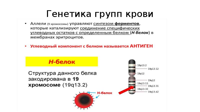 Генетика крови презентация