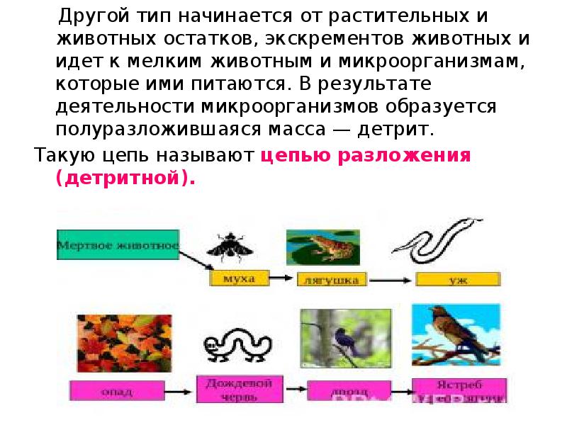 Презентация цепи питания поток энергии 7 кл