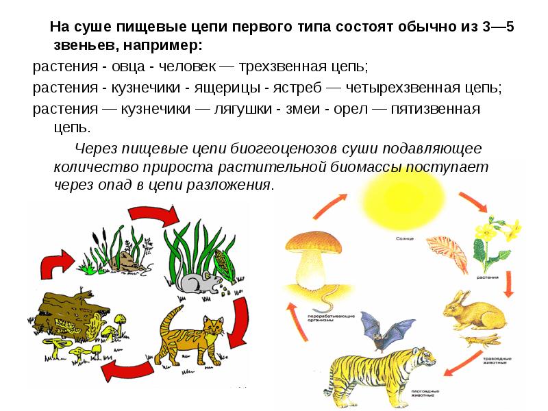 Презентация по биологии 7 класс цепи питания