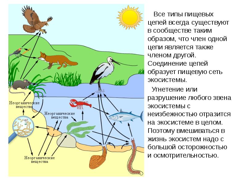 Завершите схему допишите участников круговорота веществ в природном сообществе стрелками укажите