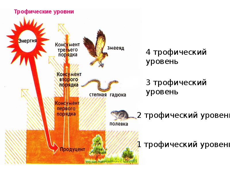 Трофические связи презентация