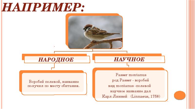 Назови например. Как называется не туьеркцлещ а.