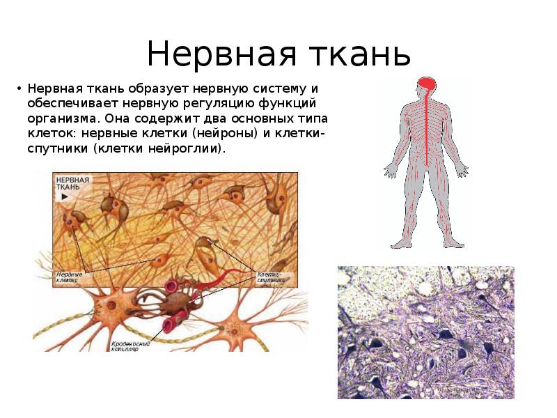 Нервная ткань состоит из собственно нервных клеток. Нервная ткань функции 5 класс биология. Клетки нервной ткани схема. Тип ткани нервной ткани человека. Нервная ткань строение и функции рисунок.