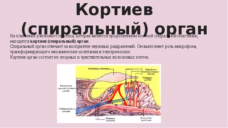 Кортиев орган презентация