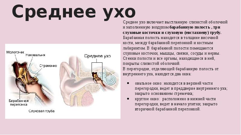 Какие структуры расположены в полости среднего уха. Полость среднего уха строение и функции. Полость среднего уха выстлана. Среднее ухо человека функции.