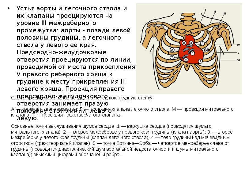 Проекция правого предсердно желудочкового отверстия на переднюю грудную стенку