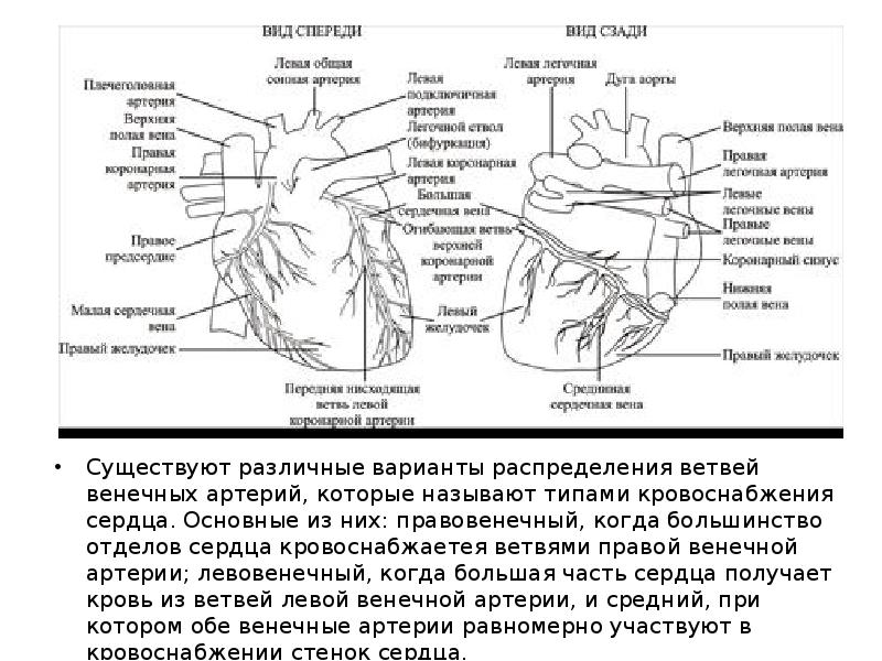 Правая сердечная артерия. Анатомия коронарных артерий сердца. Коронарные сосуды сердца анатомия схема. Коронарные артерии сердца схема. Коронарные артерии анатомия схема.