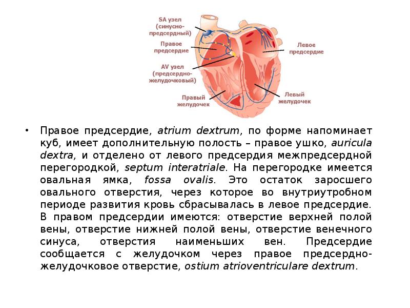 Какие отверстия имеются в стенках atrium dextrum