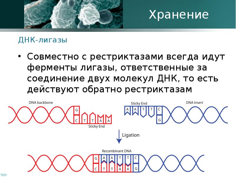 Генетика микроорганизмов презентация