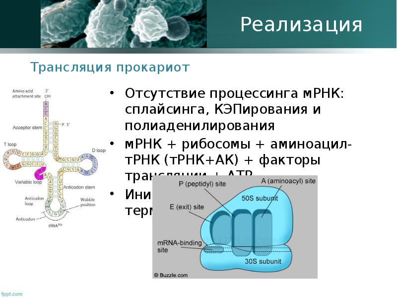 Генетика бактерий презентация