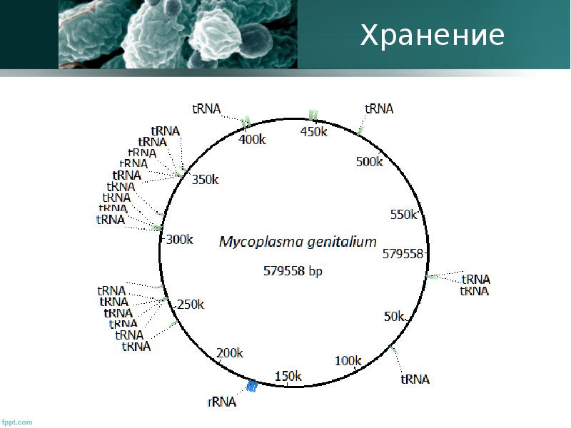 Генетическая карта микроорганизмов