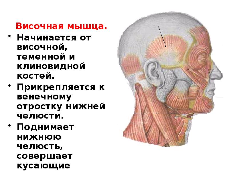 Мышца начинается. Прикрепление височной мышцы к нижней челюсти. Височная мышца анатомия. Место прикрепления височной мышцы. Височная мышца прикрепляется.