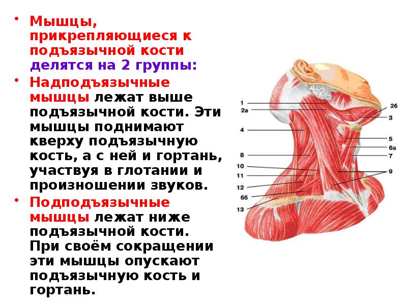 Мышцы расположенные ниже подъязычной кости