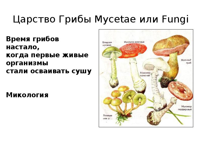 Пименов презентация грибы