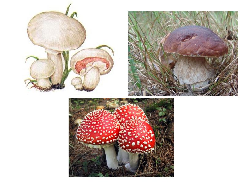 Царство настоящие грибы или fungi..