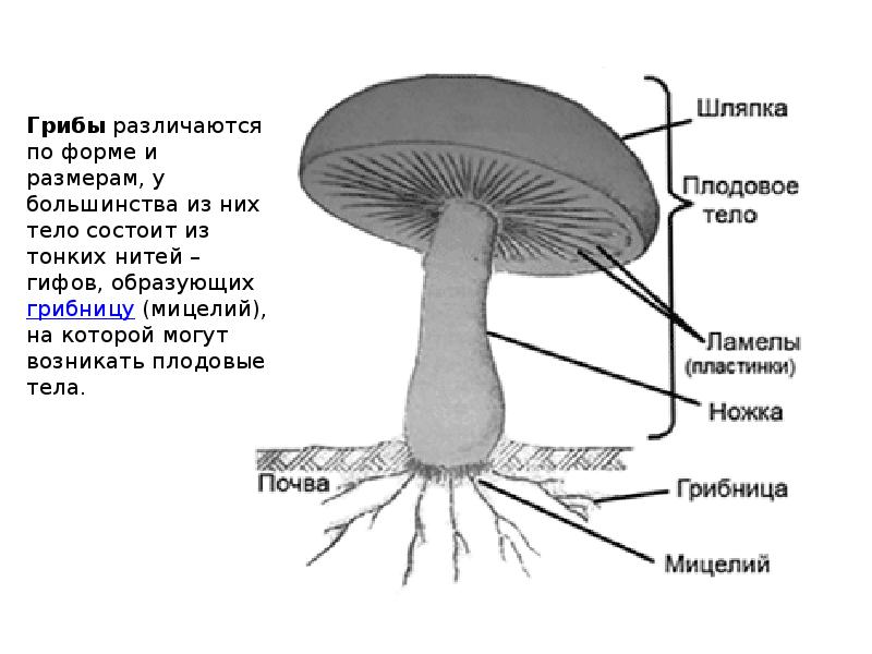 Строение шляпочных грибов схема