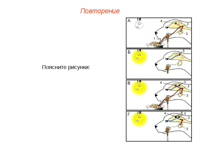 Селекция пименов презентация