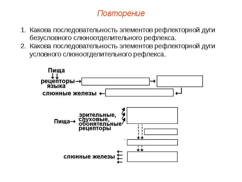 Высшая нервная деятельность презентация пименова