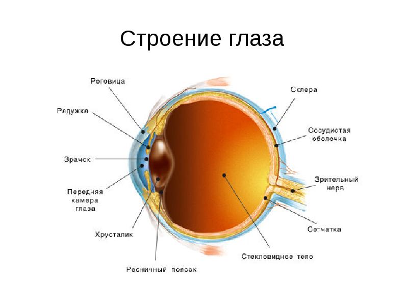 Изображение видимых предметов формируется на а роговице б