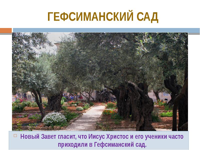 Гефсиманский сад
Новый Завет гласит, что Иисус Христос и его ученики Гефсиманский сад
Новый Завет гласит, что Иисус Христос и его ученики