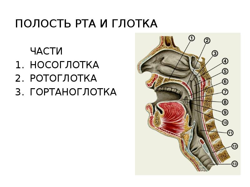 Особенности строения ротоглотки